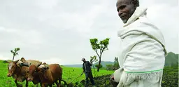 Oxen plough a field in Ethiopia. 