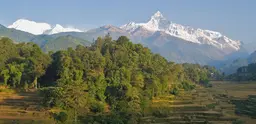 Two rice terraces with a small forest growing between them in Nepal. 
