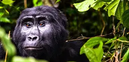 Gorilla in Bwindi Impenetrable National Park, Uganda. 