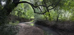 A tree leans over a small stream in a forest in Mozambique. 