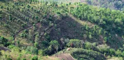 Smallholder forest-farm in Myanmar