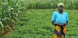 Farmer stands in her field of groundnuts boarded by maize in Malawi