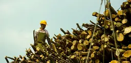 Commercial logging in Tengchong, China. Photo: Simon Lim