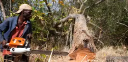 A tree crashes to the ground in a forest after being felled by a man with a chainsaw