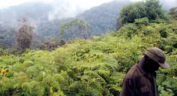 Tracking Gorillas in Bwindi Impenetrable Forest, Uganda. Photo: YouTuT