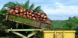 A batch of palm oil fruit bunches in Borneo. Demand for palm oil is set to double by 2030. (Photo: Rainforest Action Network)