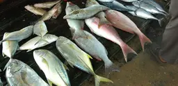 Fish for sale in a Sri Lankan market. Credit: Dhammika Heenpella (Flickr / http://creativecommons.org/licenses/by/2.0/)