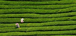 Certified tea is among the commodities to have experience strong market growth. 