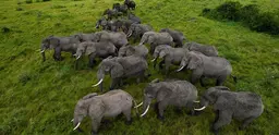 Trafficking of wildlife, driven by escalating demand for products such as elephant ivory, is a booming market worth US$19bn a year (Photo: Nonprofit Organizations via Creative Commons http://creativecommons.org/licenses/by/2.0/)