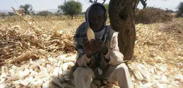 An Ethiopian farmer demonstrates the the impact of rain shortage on his maize crop (Photo: Dagnachew Belachew via Creative Commons http://creativecommons.org/licenses/by/2.0/)