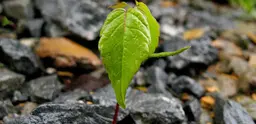 While 'green growth' has focused on attracting investment, 'green economy' targets wider and deeper reform to create an economic system that better serves society (Photo: Davetoaster via Creative Commons http://creativecommons.org/licenses/by/2.0/)