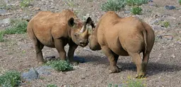 Community-based conservation has worked for black rhinos (Photo: Park Street Pro via http://creativecommons.org/licenses/by/2.0/)