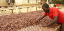 Investigating land tenure issues among cocoa farmers in the Brong Ahafo and Western Region of Ghana (Photo: Emily Polack/IIED)