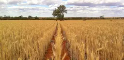An example of crops grown through no-till farming in Western Australia (Photo: Bill Crabtree)