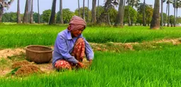 Cambodia's farmers face an uncertain future as the climate changes (Photo: Lorena Pajares via Creative Commons http://creativecommons.org/licenses/by/2.0/)