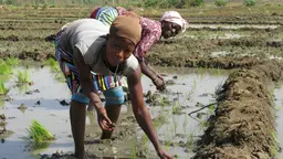 Women smallholders replanting rice in the irrigated area around the Bagré dam in Burkina Faso (Photo: Barbara Adolph/IIED)