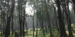 Forests image