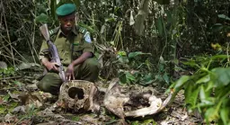 Captain Benjamin Kalimutima Lulimba finds the skull of an elephant recently killed by poachers who ripped out its tusks. Province Orientale, Democratic Republic of the Congo (Photo: Matchbox Media Collective)