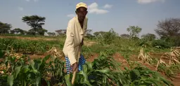 In Kenya's Isiolo County, repeated droughts are forcing pastoralists out of herding and into farming. The county has used TAMD to assess climate risk management schemes (Photo: Martin Karimi/ECHO)
