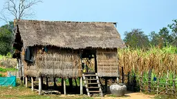 A farmer's house and sugar cane field in Cambodia, where there is concern about large-scale investment in sugar plantations driving local people off the land (Photo: Brian Hoffman, via Creative Commons)