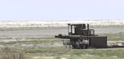 Animals gather in the shade of a rusting ship near the Aral Sea (Photo: Mark Pitcher)