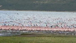 Flamingos around Lake Bogoria, the ancestral land of the Endorois people, Kenya (Photo: Minority Rights Group International)Lake Bogoria, the ancestral land of the Endorois people, Kenya (Photo: Emma Eastwood/MRG)
