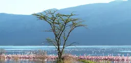 Lake Bogoria is home to one of the world's largest populations of Flamingos. It has been a protected reserve since 1973. The lake area was the traditional home of the Endorois people, who were forced to leave the area in the 1970s (Photo: Geoffroy Mauvais/IUCN)