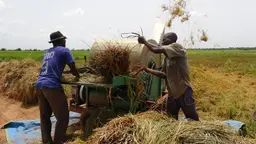 Smallholders threshing rice in irrigated agricultural perimeter of Sélingué dam in Mali (Photo: Moustapha Diallo/GWI West Africa)