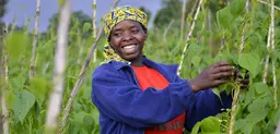 Introducing improved climbing bean varieties in Rwanda has transformed beans from a subsistence crop into a cash crop (Photo: Neil Palmer/CIAT via Flickr)
