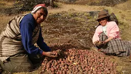 A Potato Park farmer in Peru leads the Potato Guardians collective (Photo: Adam Kerby)