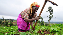 A Kenyan woman farmer at work in the Mount Kenya region (Photo: Google licence)