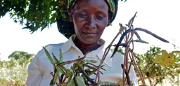 Ruth Nguli looks at her crop of drought-tolerant beans in Makueni County, Kenya. Developing and sharing climate-smart farming techniques can help communities adapt to climate changes (Photo: Cecilia Schubert/CCAFS, Creative Commons via Flickr)