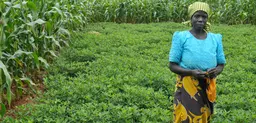 Central Malawi: Belia Sikelo farms groundnuts using 'conservation agriculture', a set of practices including no-till farming, designed improve soil structure and help resist erosion. (Photo: T. Samson/CIMMYT) 