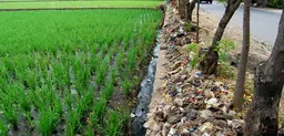 The rice fields on outskirts of the city of Bandung, Java, Indonesia: urban areas often have damaging impacts on the areas around them (Photo: Ikhlasul Amal, Creative Commons via Flickr)