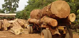 Logging trucks in Ghana: legislation requires that to charge stumpage fees on harvested timber at levels that keep the timber industry under control (Photo: Duncan Macqueen/IIED)