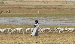 Sheep grazing dry season pastures in Mopti, Mali (Photo: Near East Foundation)
