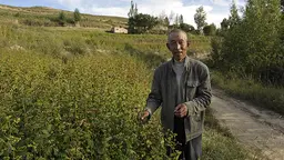 A farmer in a buckwheat field close to harvest time in Gansu Province, China. The country's agriculture is currently facing major environmental challenges (Photo: Han Jianping)