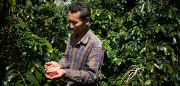 Somboun Saiborkeno farms coffee on his smallholding on the Bolaven Plateau in Laos. Smallholders in the region are being encouraged to grow high quality and organic coffee for export (Photo: Asian Development Bank)