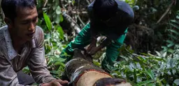 Villagers harvesting a cinnamon tree near the village of Lubuk Beringin, Jambi province Indonesia. Villagers are managing the forests sustainably using traditional values (Photo: Tri Saputro/ CIFOR, Creative Commons via Flickr)