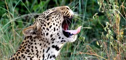 A leopard in Uganda's Queen Elizabeth National Park. Uganda is one of the most biodiverse countries in the world, and wildlife tourism is an important source of income (Photo: David Cook, Creative Commons via Flickr)