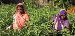 Women harvesting brinjal near the Indian city of Gorakhpur. Peri-urban agriculture helps to ensure local food supplies, especially of fruit and vegetables (Photo: Gorakhpur Environmental Action Group)