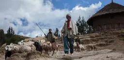 An Ethiopian farmer arrives for a field day on climate change adaptation. Ethiopia is the first LDC to submit its intended Nationally Determined Contribution in preparation of the Paris Agreement under the UNFCCC (Photo: ILRI/ZerihunSewunet, Creative Commons via Flickr)
