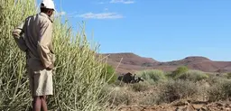 A Conservancy Rhino Ranger in Namibia stands proudly before a cow and calf that he has tracked during a patrol. Rhino sightings have increased over the past 12 months thanks to an expanded Rhino Ranger force and support organisations (Photo: Minnesota Zoo and Save the Rhino Trust)