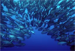 A shoal of fish; marine issues were among the focus of the international seminar.