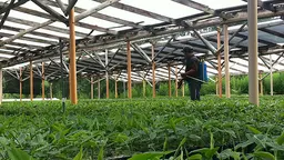 A tree nursery run by Fedecovera, is the world's biggest exporter of cardamom and a cooperative with 25,000 members (Photo: Duncan Macqueen/IIED)