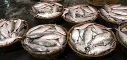 Bowls full of hilsa placed on a table