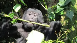 The mountain gorilla is among the endangered species at Bwindi Impenetrable National Park, which was the focus of a a recent radio show series on conservation efforts (Photo: Dilys Roe/IIED)