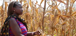 A farmer in Tanzania shows the effects of drought on her maize crop. Farmers in developing countries, and women farmers in particular, find it difficult to get multi-peril crop insurance (Photo: Anne Wangalachi, CIMMYT, Creative Commons via Flickr)
