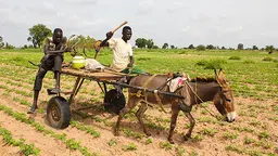 Stunted crops in the Kaffrine region of Senegal are the result of a lack of rainfall, jeopardising farmers’ harvests (Photo: Daniella Van Leggelo-Padilla/World Bank, Creative Commons, via Flickr)
