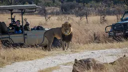 Cecil the lion, who was controversially hunted and killed last week, is pictured in 2014. But a ban on trophy hunting may not save lions and have unintended consequences (Photo: Vince O'Sullivan, Creative Commons, via Flickr)